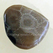 Petoskey Stone